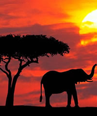 famous african safari destinations