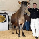  World’s Most Expensive Jersey Cow is Worth $170,000
