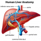 7 Simple Ways To Boost Your Liver Functioning