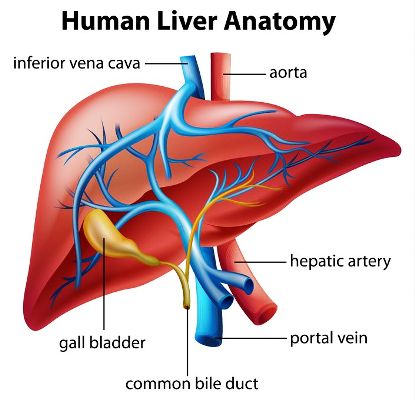 7 Simple Ways To Boost Your Liver Functioning