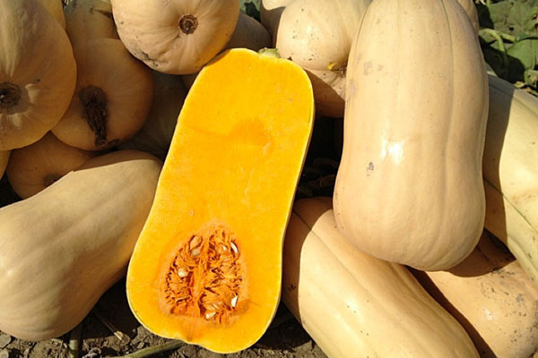 Winter_Squash