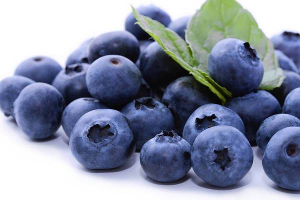 os-blueberry-jpg-20130410