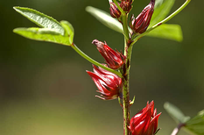 Hibiscus