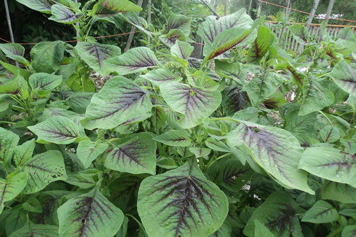 Leaf amaranth