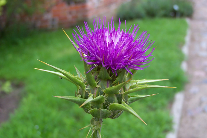 Milk Thistle