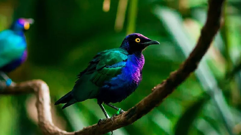  Purple Glossy Starlings Are So Shiny That They Look Like Liquid Metal