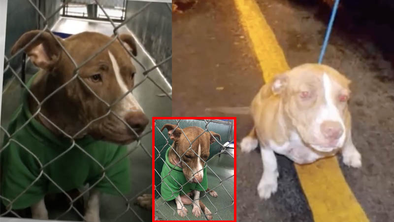  Depressed Dog Sat For 2 Months In Christmas Sweater & Was Still Overlooked