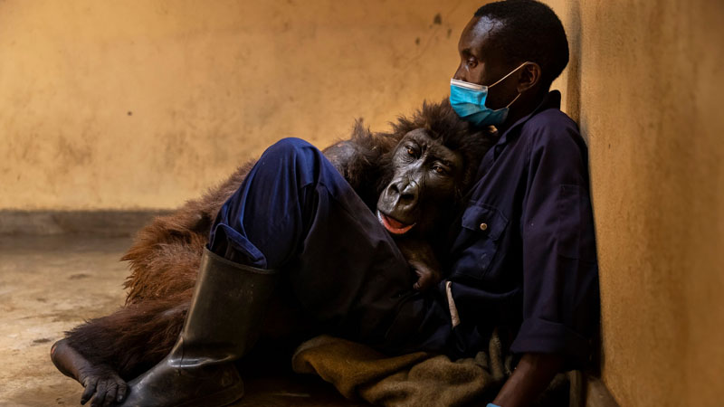  Famous mountain gorilla dies in the arms of caretaker who saved her