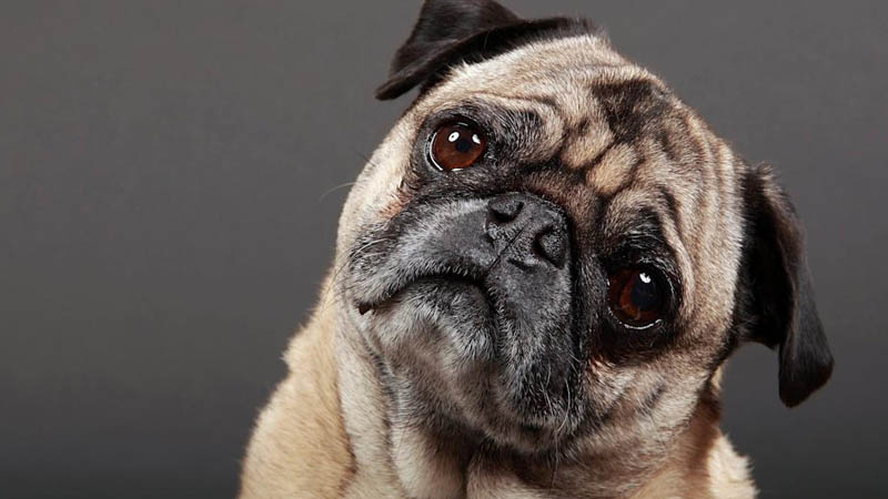  Why Do Dogs Tilt Their Heads? New Study Provides Insight