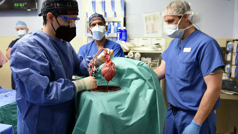  Dope: World’s First Pig-to-Human Heart Transplant Was Allegedly Pumped Up With Cocaine