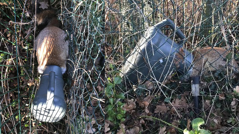  RSPCA Rescues Fox with Head Stuck Inside Watering Can in Essex