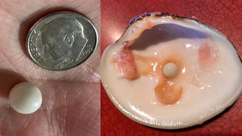  Restaurant customer finds a pearl in the clam that could be worth thousands of dollars