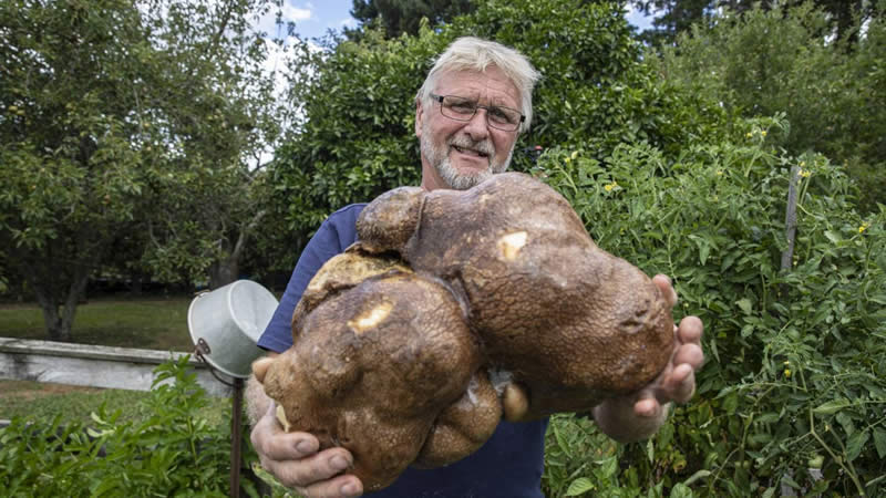  ‘World’s Heaviest Potato’ turns out not to be a Potato at all