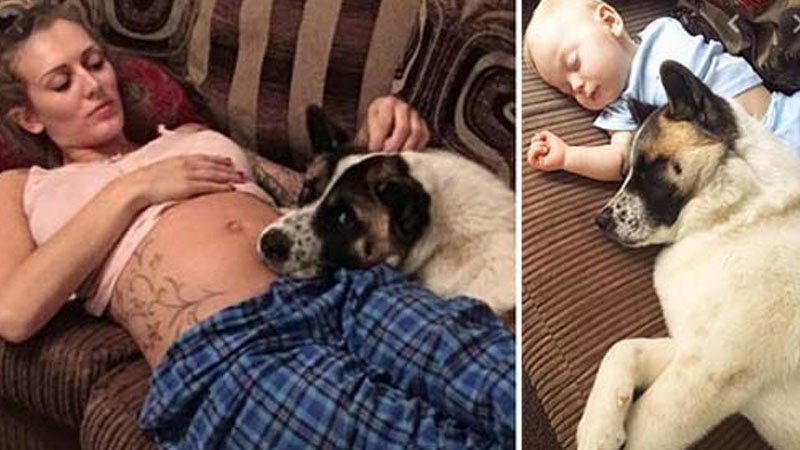  The Dog of a Pregnant Woman Wouldn’t Stop Barking At Her Belly, So She Realized What It Was Trying To Tell Her