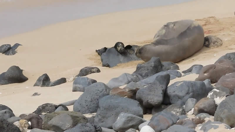  Scientists Unravel the Mystery Behind Headless Seals on California Beaches