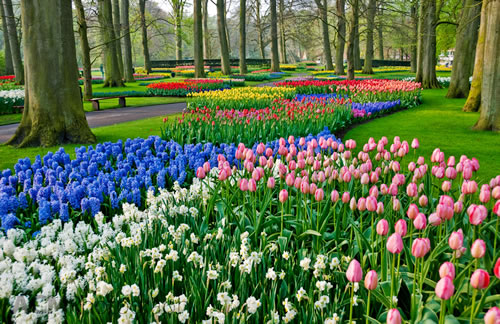 Keukenhof Tulip Gardens