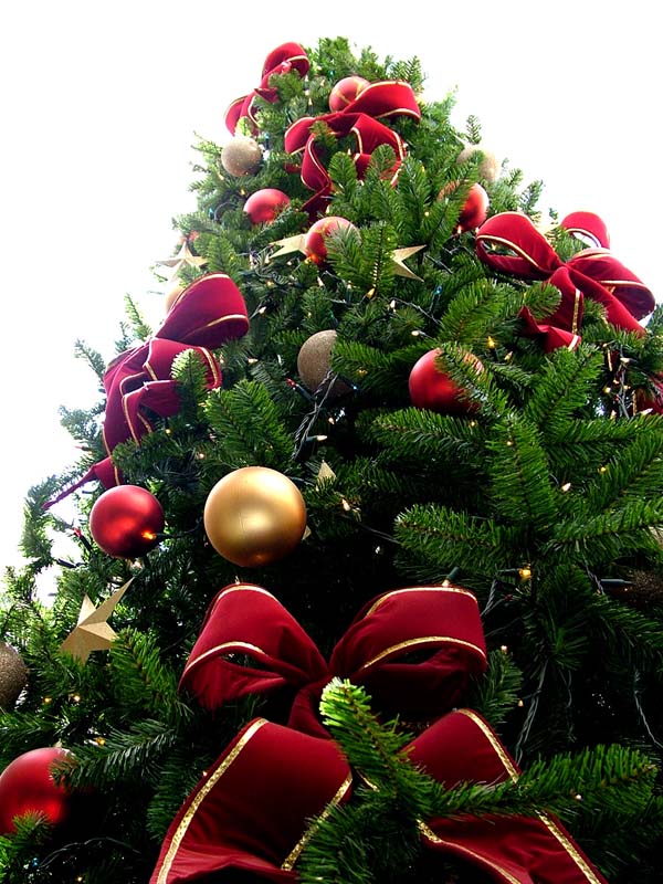 Natural Christmas tree