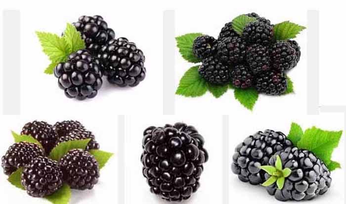 blackberry_healthy_foods