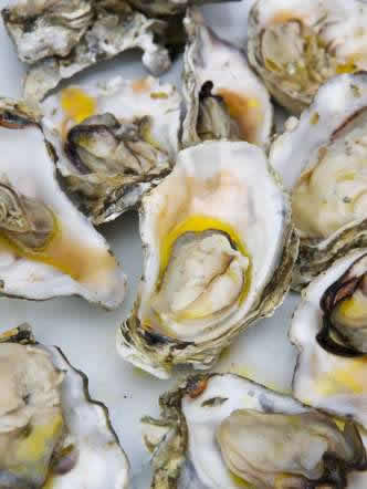 oysters