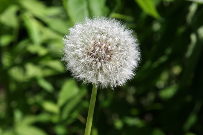 Dandelion