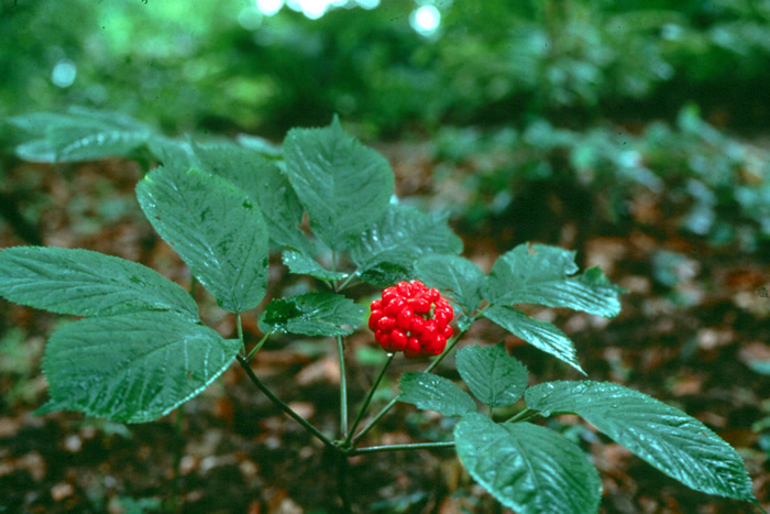 Korean Ginseng