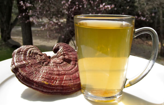 Reishi mushroom Tea
