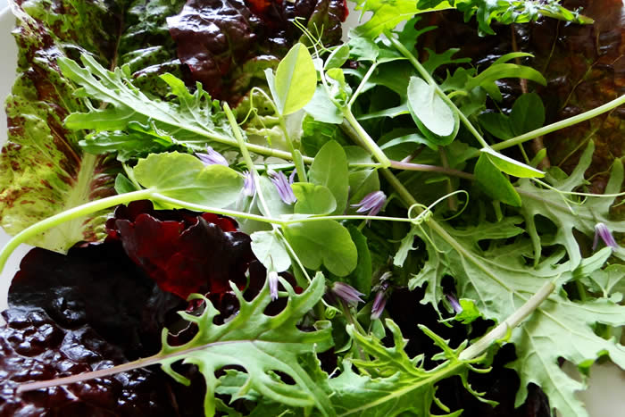 Salad Leaves