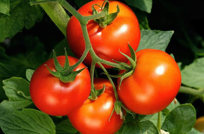 Tomatoes