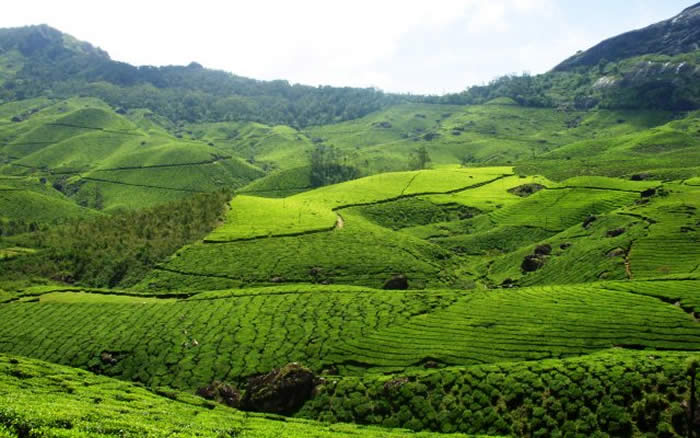 Tea Gardens in Munnar