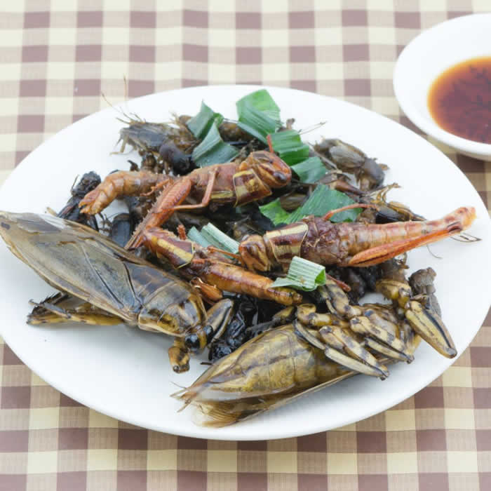 Insects