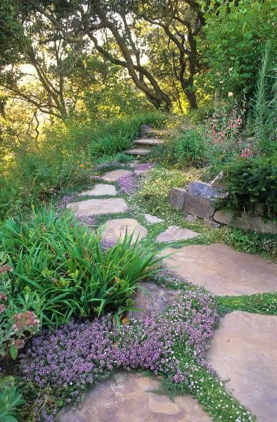 Plants And Ground Covers For Your Paths And Walkways