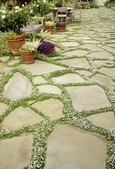 Plants And Ground Covers For Your Paths And Walkways