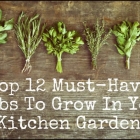 12 Must-Have Herbs To Grow In Your Kitchen Garden