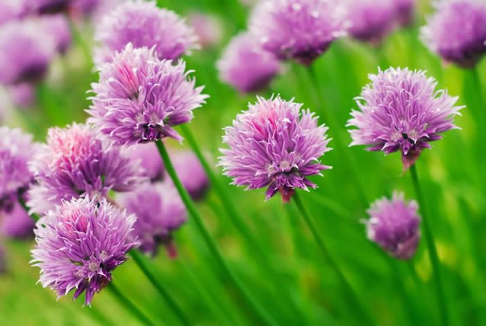 Chives