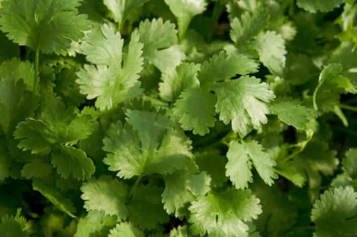 Cilantro / Coriander