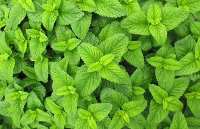 Lemon Balm