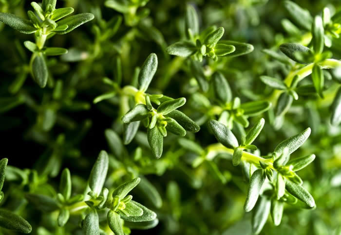 Thyme