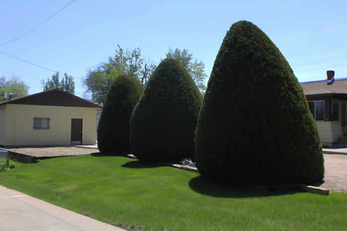 Are you considering trees in your yard