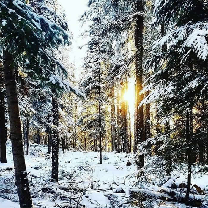 You’ll see breathtakingly beautiful boreal forests and a few truly twisted trees