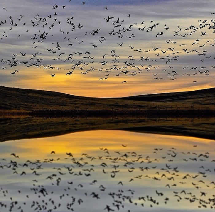 You’ll see endangered whooping cranes and watch chicken chariot racing
