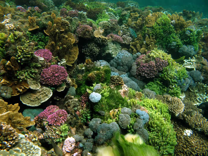 5. Snorkel on Lord Howe Island in Australia