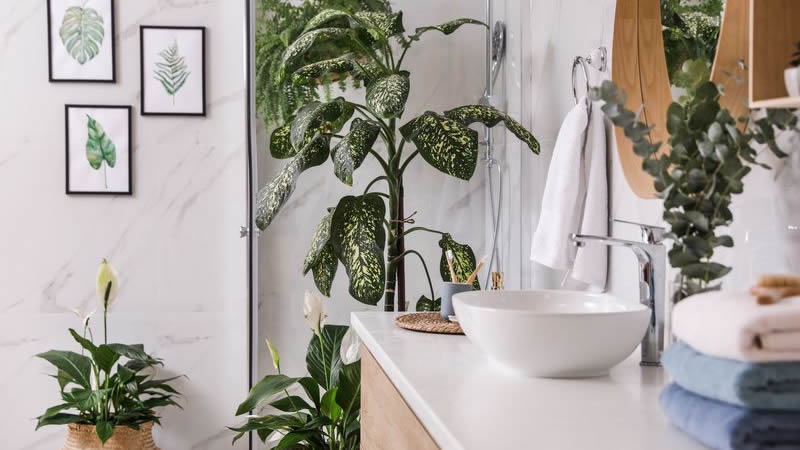  7 Best Indoor Plants for your Bathroom