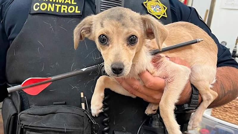  Puppy found in Desert Hot Springs area with an arrow through its neck, and the suspect is still at large