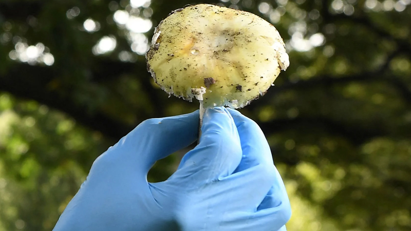  Scientists may have formed the first antidote to the world’s deadliest mushroom