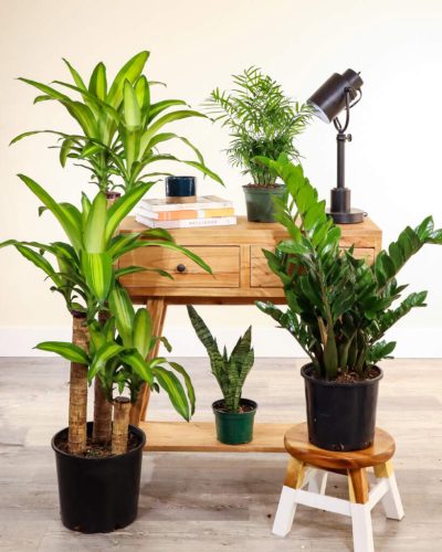 Best Houseplants for Low Light Areas That Actually Thrive Indoors