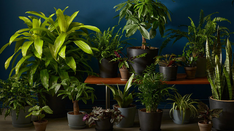 The Complete Guide to Growing Houseplants in Low Light Areas of Your Home