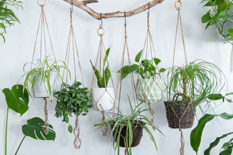 Low Light Houseplants That Transform Dark Spaces Into Green Sanctuaries
