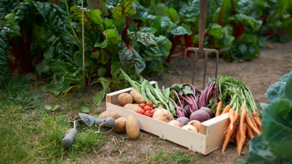 The Complete Guide to Starting a Vegetable Garden at Home (Dougal Waters / Getty Images)