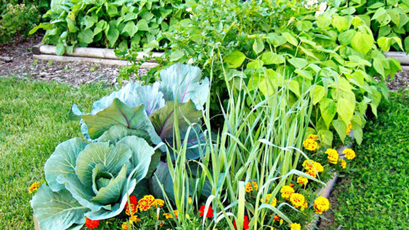 Growing Your Own Vegetables at Home Why Every Man Should Try It
(Credit: Denny Schrock)