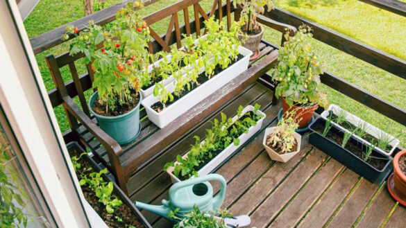 Starting a Vegetable Garden at Home The Practical Approach
(Image credits: coconut wireless via Creative Commons)